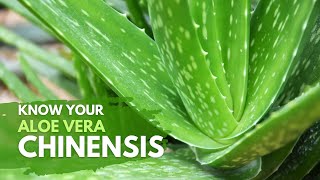 Things You Need To Know About Aloe vera Chinensis [upl. by Weinstein]