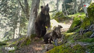 🇫🇷 🐻 Pyrénées  quand lours attaque  27112021 [upl. by Duvall]