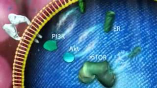 The mTOR pathway in ER advanced breast cancer [upl. by Ahsytal]