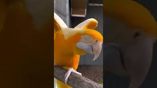 lutino macaw macawparrot macawsworld reels shortvideo shorts bird video youtubeshorts p [upl. by Nort]