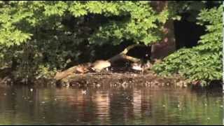 Connaught Water in Epping Forest  fully accessible pathways and walk [upl. by Alver]