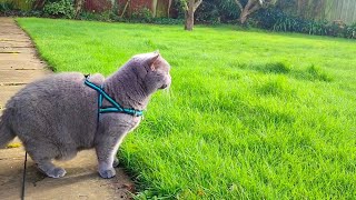 Blue British Shorthair Cat Coconut [upl. by Stefano422]