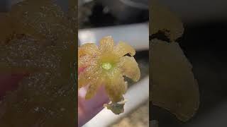 Watch Turtle Grass Flower Pop and Seeds Come Out [upl. by Ivah83]