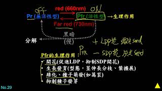 11202選修生物二4408光敏素的作用機制二勤 [upl. by Ymrots117]