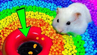 🔴🌈 DIY Hamster Maze 🐹 Hamster Best Videos Compilation and More Maze Challenge Stories for Pets 😱 [upl. by Ranee]