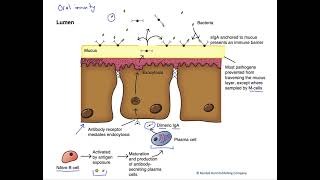 Oral immunity [upl. by Wilmer256]