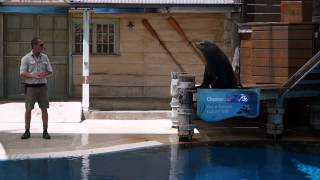 2013 Taronga Zoo Seal Show Morning [upl. by Adav226]