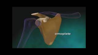 Anatomie de lépaule  Les articulations muscles et tendons [upl. by Annelg179]