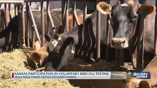 Kansas starting voluntary testing for bird flu at dairy farms [upl. by Scrope219]