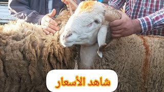 25 mai 2024 سوق الأغنام تمالوس سكيكدة [upl. by Schear]