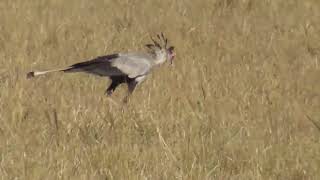 Secretary Birds [upl. by Lamiv]