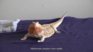 Comment faire une injection intramusculaire à un lézard ou à une tortue [upl. by Llennod441]