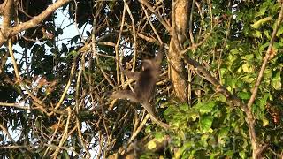 Dusky Langur juvenile feeding on leaves Malaysia 20220221080613uhd [upl. by Lilybelle29]