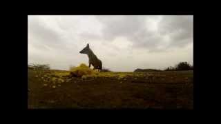 Jackals being fed at Kala Dungar Kutch India [upl. by Verger]