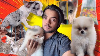 আজ পশু পাখি ও মাছের মার্কেটে ঘুরলাম 😍😍 dog doglover pets puppy [upl. by Langill]