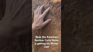 BEAU the basker curly horse is getting his winter coat winteriscoming hypoallergenic [upl. by Ahsenav147]