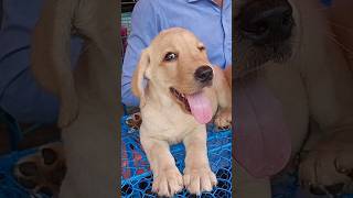 Very cute Lab puppy for low price galiff street pet marketKolkatarecent dog price update in India [upl. by Dasha]