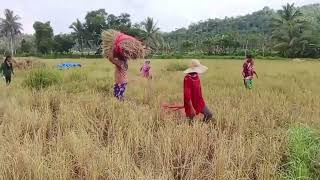 Harvesting Rice  Philippines  Pixiella Vlog ricefield [upl. by Hares]