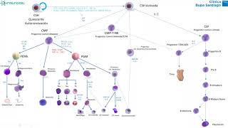 Citometría de Flujo de Nueva Generación en el estudio de Discrasias de Células Plasmáticas [upl. by Kameko]