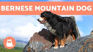 BERNESE MOUNTAIN DOG  Characteristics and Care [upl. by Anola]