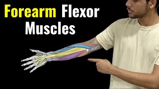 Anterior Forearm Muscles Flexors l Anatomy Tricks [upl. by Selena15]