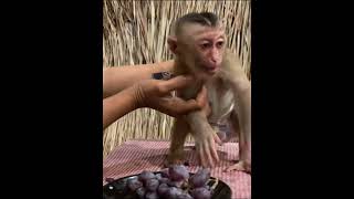 charminglymonkey babyanimal awesomemonkey babymonkey cute adorablelittlemonkey babyprimate [upl. by Hillari]