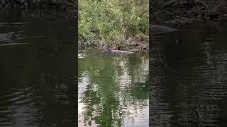 Sneaking up on otters playing 🦦 subscribe 4 more florida nature exploring otter playing creek [upl. by Esbensen]