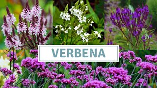 How To Grow Verbena Bonariensis And Verbena Hastata [upl. by Bahner65]