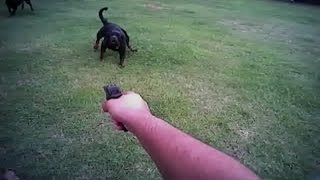 Body camera records Florida deputy shooting residents dog [upl. by Consuelo499]