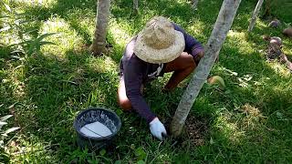 FERTILIZING FALCATA TREE  Manong Tonio [upl. by Acul]