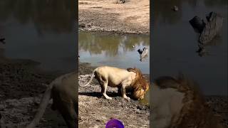 Big male Lion Drinking water🔥🦁🔥 wildlife animals shortsfeed viralvideo [upl. by Rim]