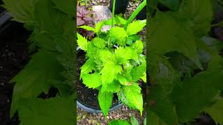 Parijatham Plants Night Flowering Jasmine in our Backyard Garden 🏡🧑‍🌾🥰canadavlogs gardening [upl. by Light734]