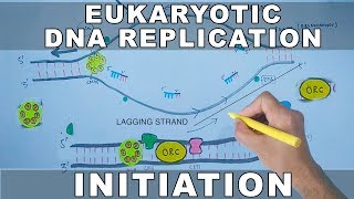 DNA Replication In Eukaryotes  Initiation [upl. by Yetnom]