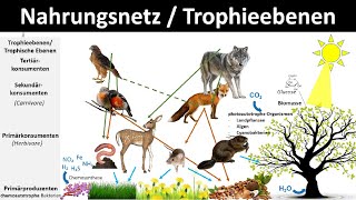 Nahrungsnetz  Nahrungskette  Trophieebenen Biologie Ökologie [upl. by Thilde386]