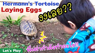 เล่นกัน l เต่าเฮอร์มานีออกไข่ l Hermanns tortoise laying eggs [upl. by Sirehc]