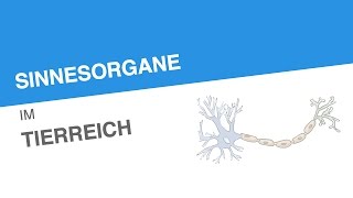 SINNESORGANE IM TIERREICH  Biologie  Neurobiologie und Verhalten [upl. by Aicena]