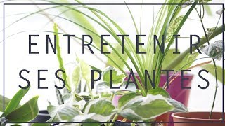 🌿 Entretenir les plantes dintérieur  mes astuces en 5 points [upl. by Alegre]