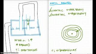 AR AS ECCENTRIC VS CONCENTRIC HYPERTROPHY [upl. by Htevi]