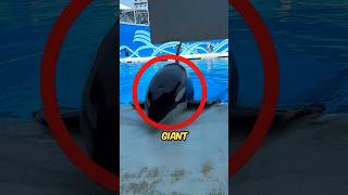 Giant Dolphin Surfaces At Water Park shortsvideo [upl. by Carmelle]