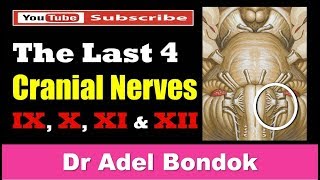 The Last 4 Cranial Nerves Dr Adel Bondok [upl. by Greeson]