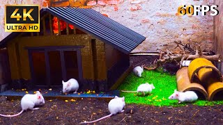 Best Cat TV to Watch 🐱 Naughty White Mouse In Mini Toy House🐭 Watch in 4K HD 60FPS 🐱 Paws Adventures [upl. by Morrie]