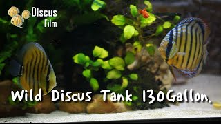 Wild discus tank 130Gallon 500L 야생 디스커스 수조 [upl. by Morra]