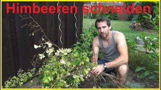 Himbeeren richtig schneiden Schnitt von Sommerhimbeeren zurückschneiden Rückschnitt Himbeere [upl. by Bonnette377]