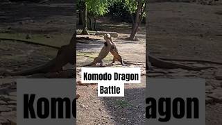 Komodo Dragon Showdown The Ultimate Battle for Survival komodo [upl. by Masterson]