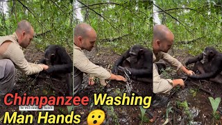 Chimpanzee washes photographers hands after drinking water [upl. by Areemas992]