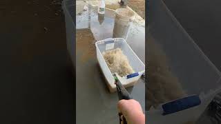 Cleaning the coon traps🦝🦝👍👍‼️‼️armsfamilyhomestead trapping flemming cleaning asmr [upl. by Lian]