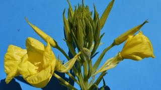 ONAGRA COMUN Oenothera biennis PLANTAS ORNAMENTALES [upl. by Gretchen]