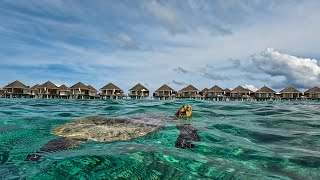 Safari Island Snorkelling [upl. by Giguere]