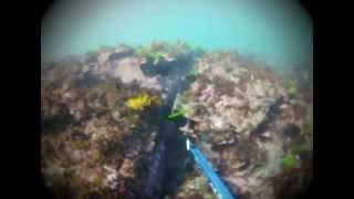 Spearfishing Long Reef in Dee Why Australia [upl. by Leur]