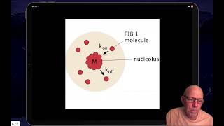 Nucleolar scaling [upl. by Navannod569]